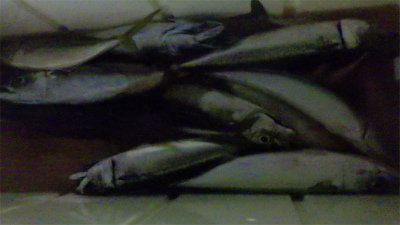 アジ(マアジ)・サバ(ゴマサバ)