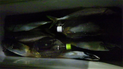 アジ(マアジ)・サバ(ゴマサバ)