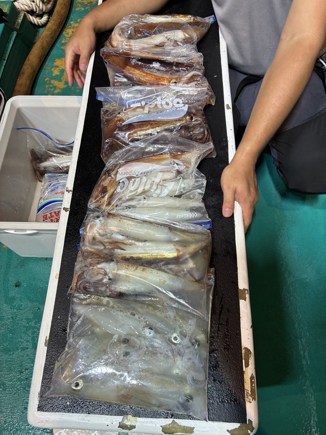 アカイカ(ケンサキイカ)