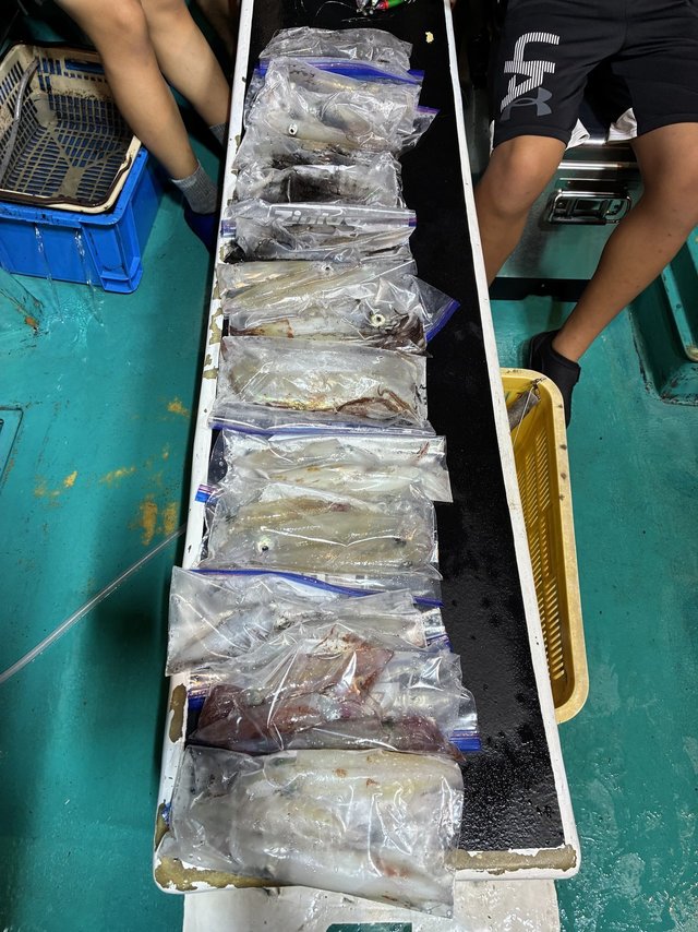 アカイカ(ケンサキイカ)