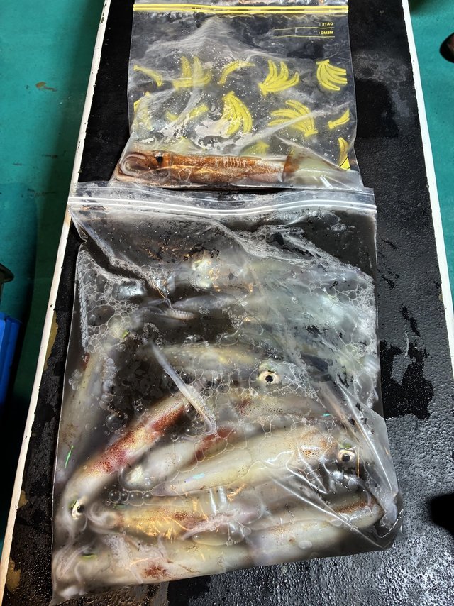 アカイカ(ケンサキイカ)