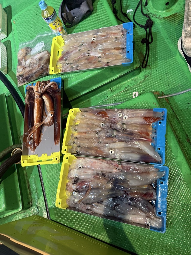 アカイカ(ケンサキイカ)・スルメイカ