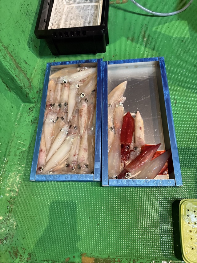 アカイカ(ケンサキイカ)