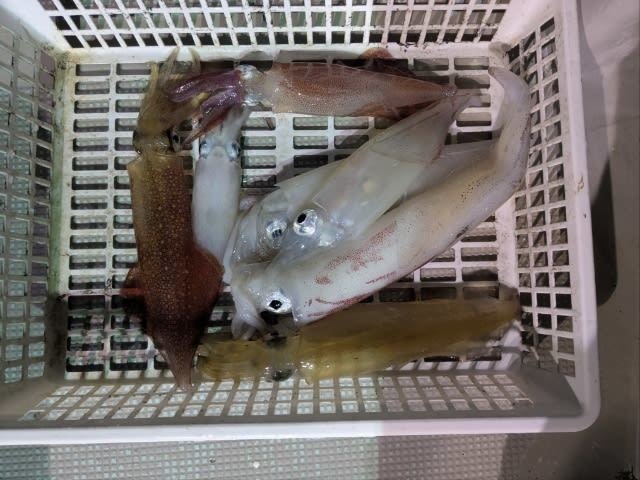 アカイカ(ケンサキイカ)