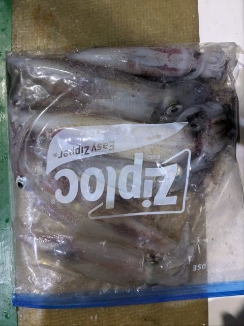 アカイカ(ケンサキイカ)