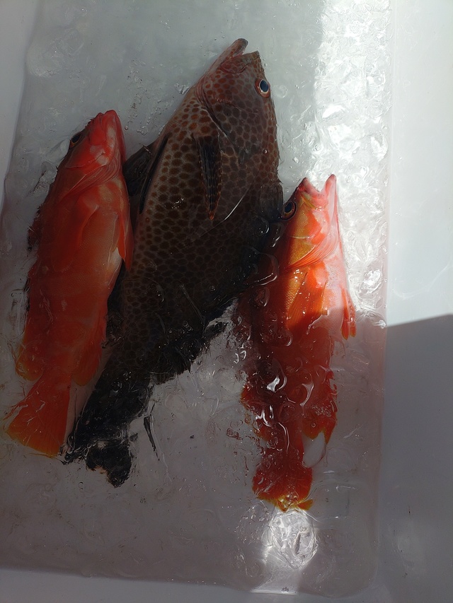 アカハタ・キジハタ