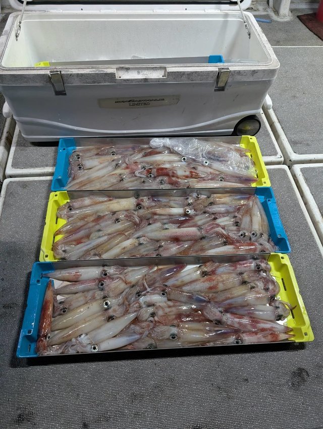 イカ(ケンサキイカ)