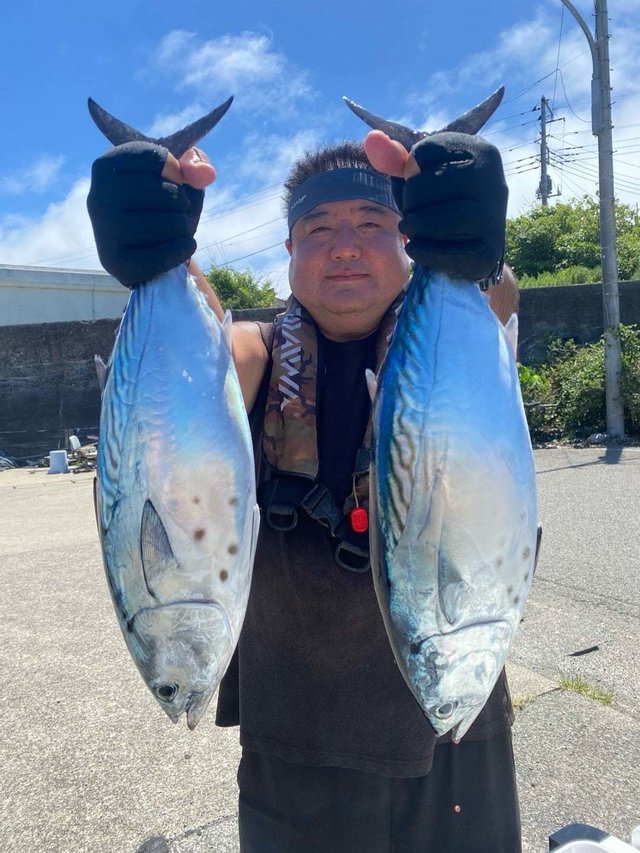 スマガツオ(スマ)