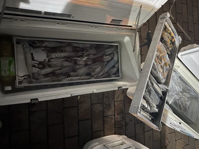 アカイカ(ケンサキイカ)