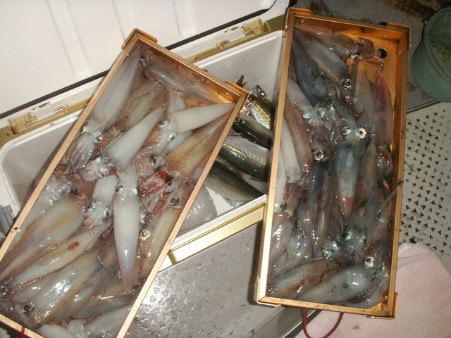 シロイカ(ケンサキイカ)