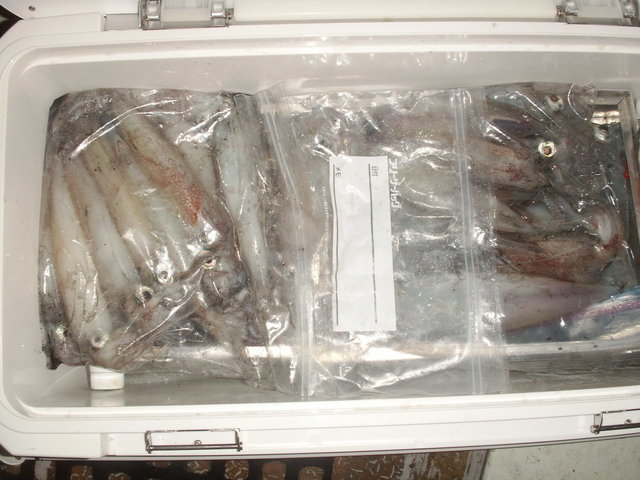 シロイカ(ケンサキイカ)