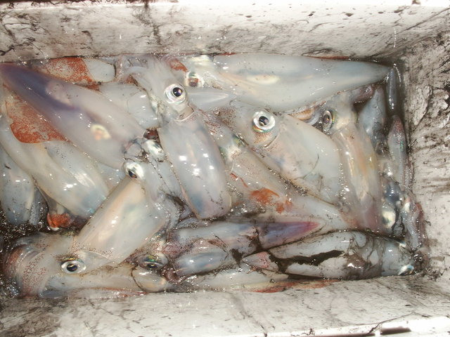 シロイカ(ケンサキイカ)