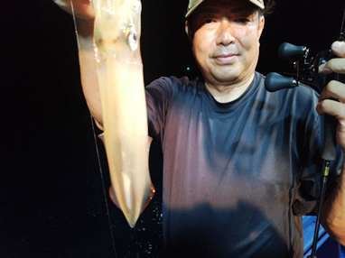 マイカ(ケンサキイカ)