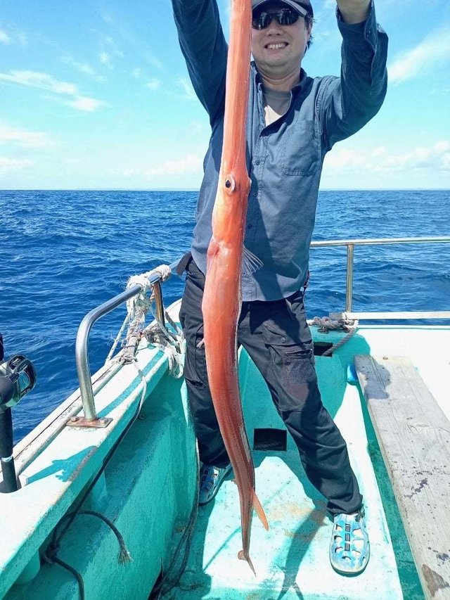 ヤガラ(アカヤガラ)