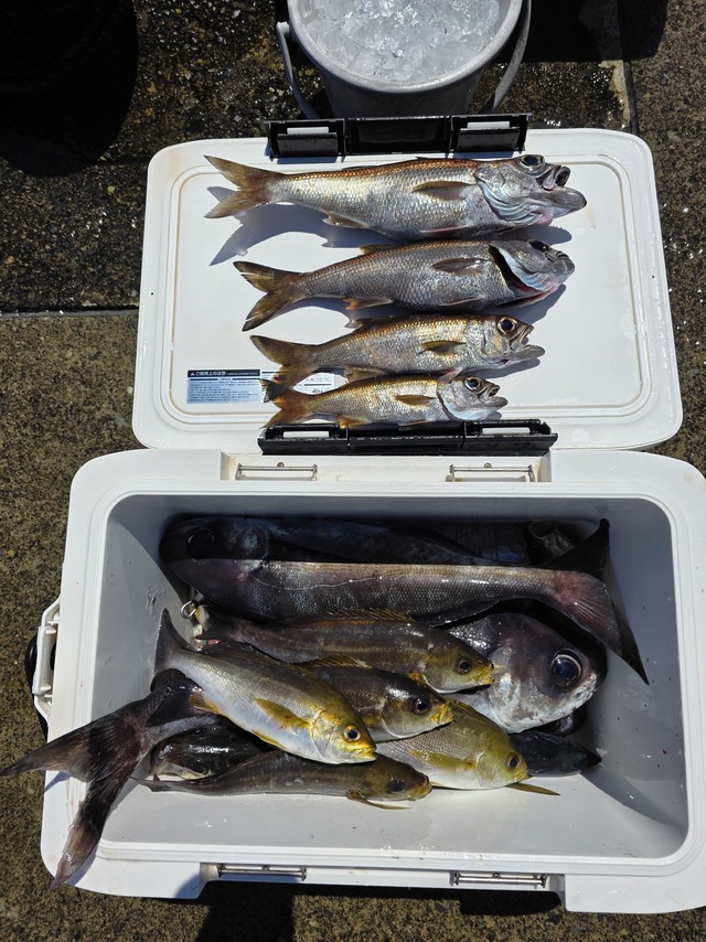 クロムツ・メダイ