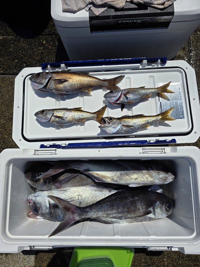 クロムツ・メダイ