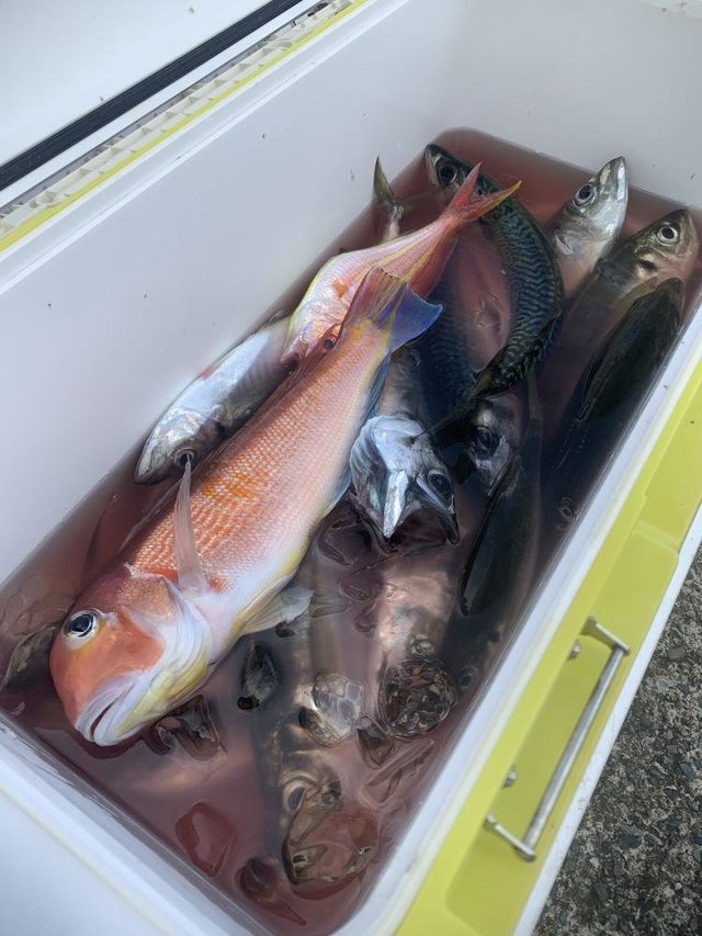 アジ(マアジ)・アマダイ(アカアマダイ)