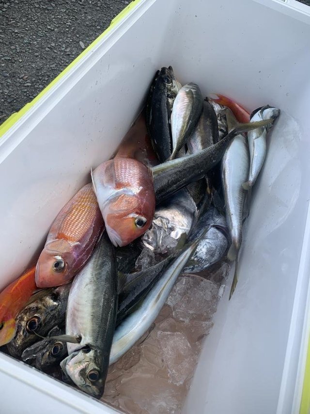 アジ(マアジ)・アマダイ(アカアマダイ)