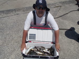 マアジ・イサキ