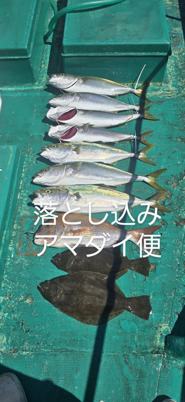 マダイ・ハマチ(ブリ)・ヒラメ