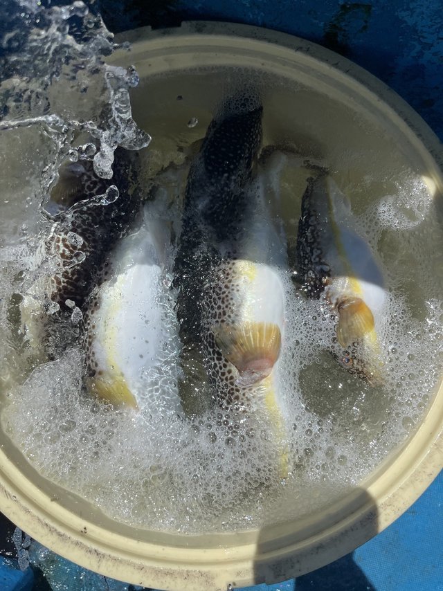 フグ(ショウサイフグ)