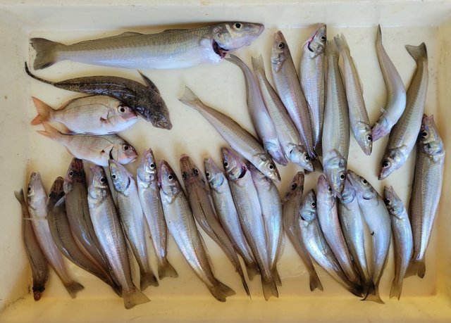 コダイ(マダイ)・キス(シロギス)・マゴチ