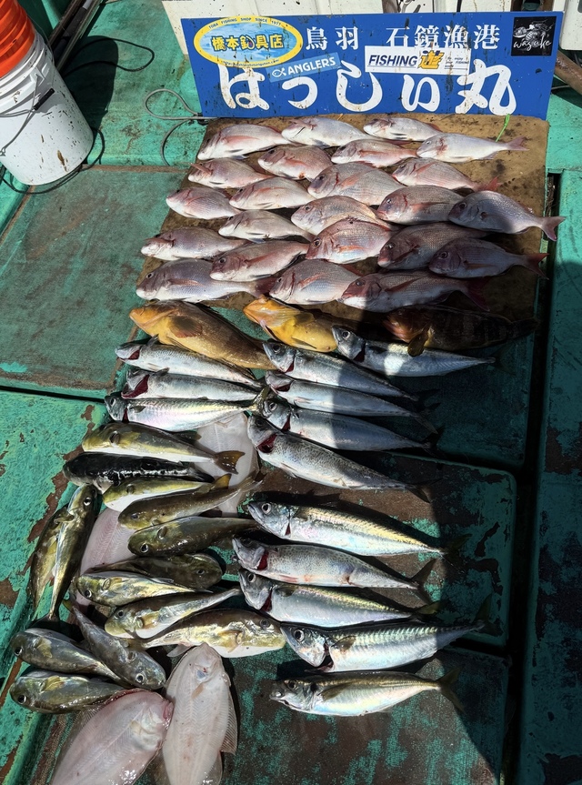 タイ(マダイ)・アオハタ・サバ(ゴマサバ)