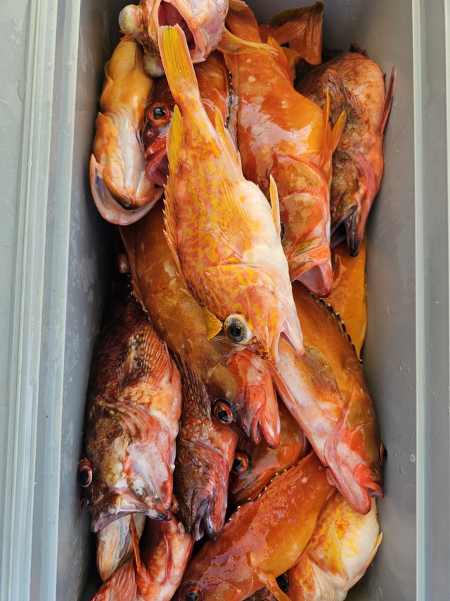 アラカブ(カサゴ)