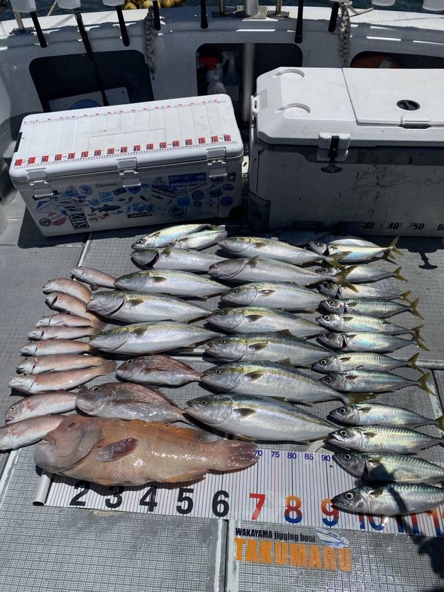 マダイ・ハマチ(ブリ)・シロアマダイ・サバ(マサバ)・コブダイ