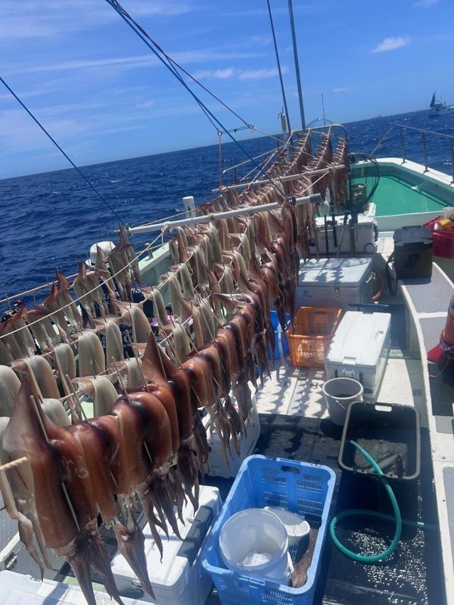 スルメ(スルメイカ)