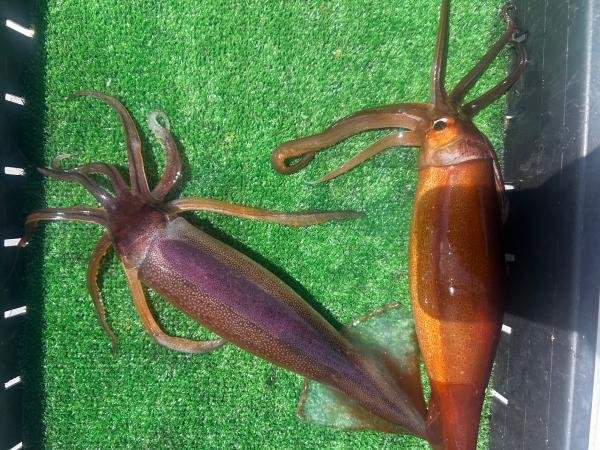 スルメ(スルメイカ)