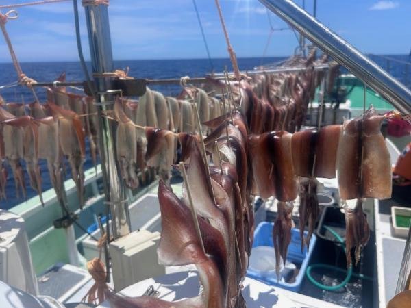 スルメ(スルメイカ)