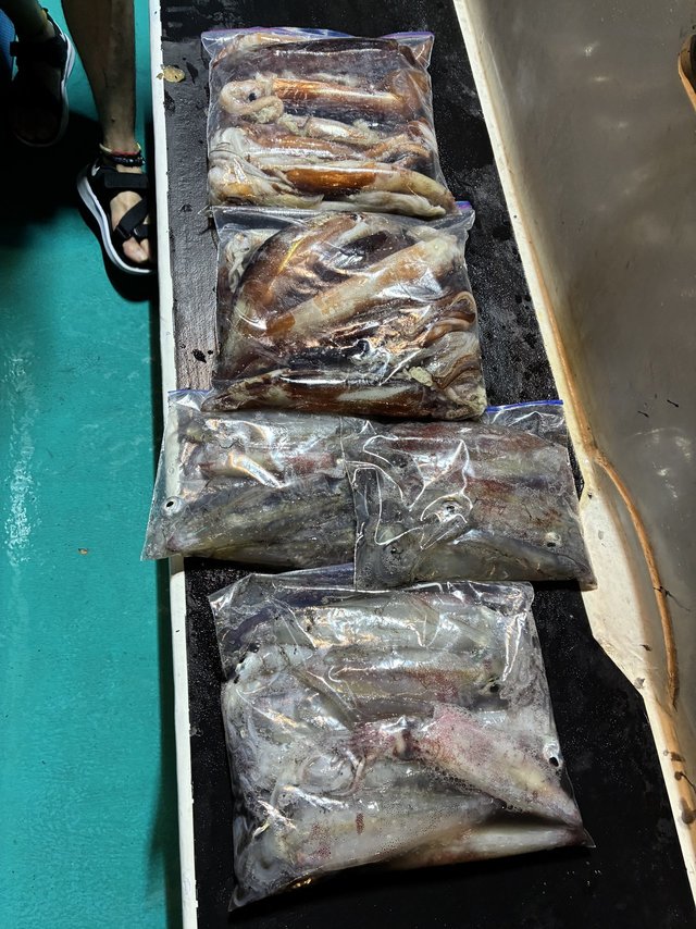 アカイカ(ケンサキイカ)