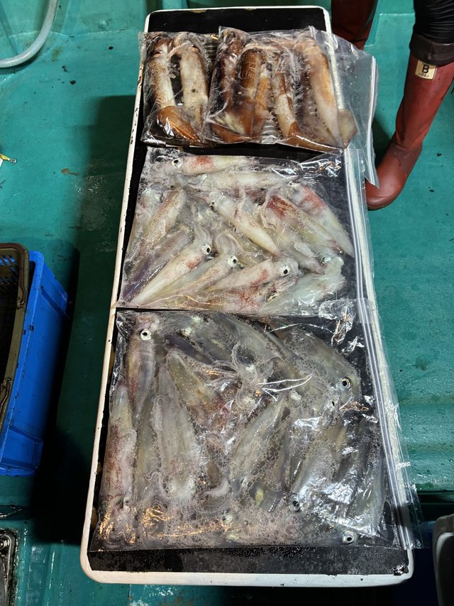 アカイカ(ケンサキイカ)