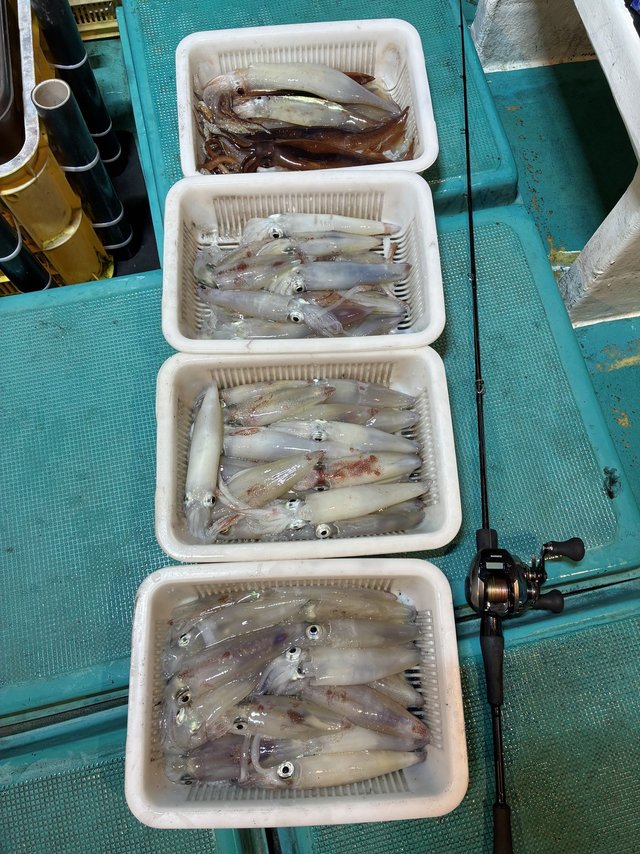 アカイカ(ケンサキイカ)