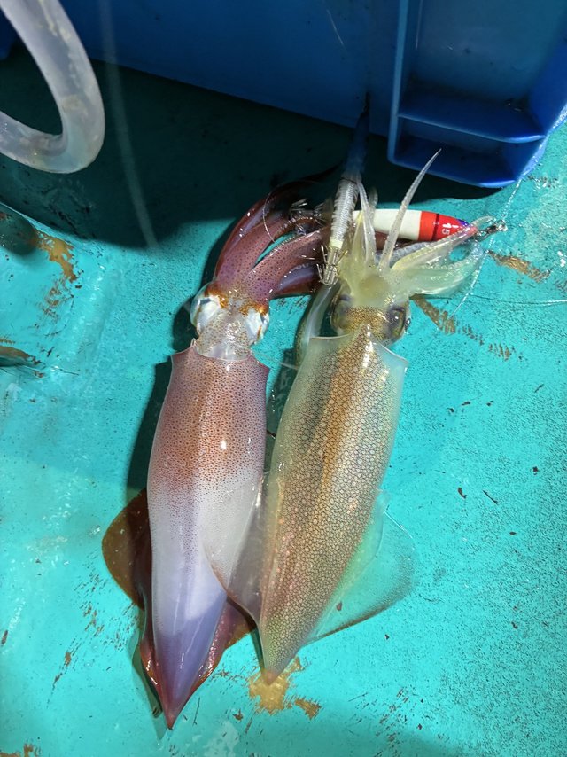 アカイカ(ケンサキイカ)