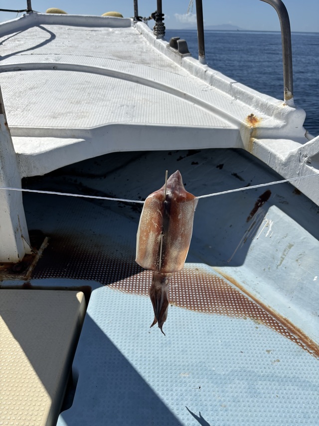 スルメ(スルメイカ)