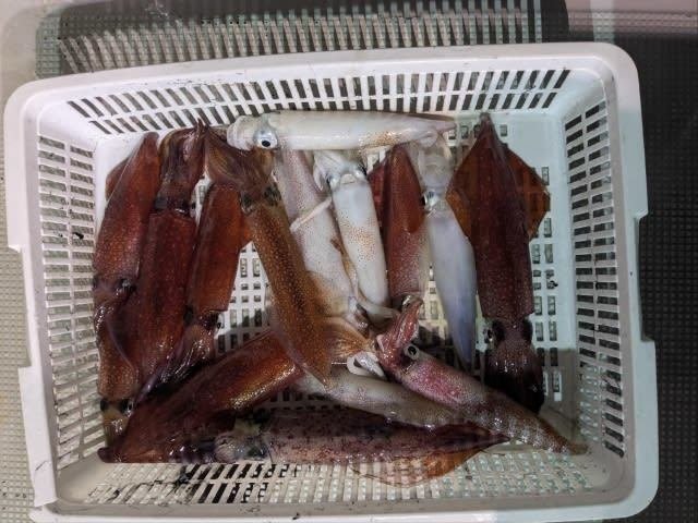 アカイカ(ケンサキイカ)