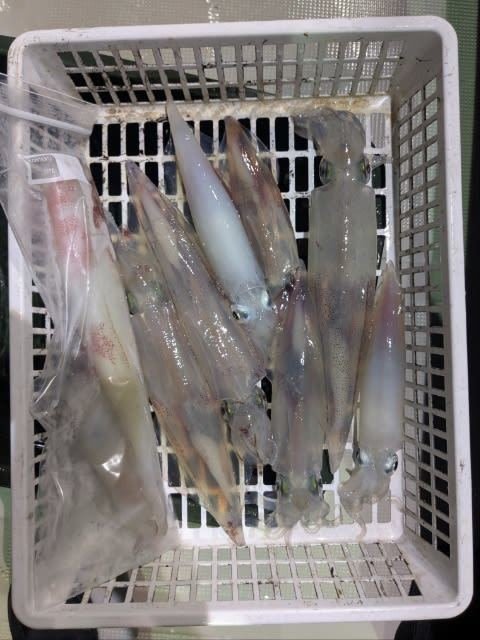 アカイカ(ケンサキイカ)