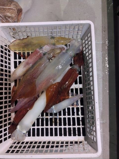 アカイカ(ケンサキイカ)