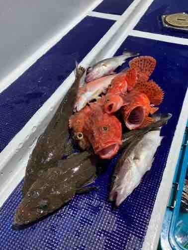 アラ・アマダイ(アカアマダイ)・オニカサゴ・カサゴ・ワニゴチ