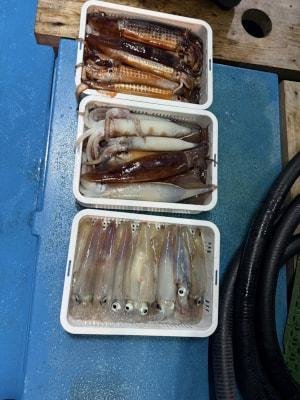 アカイカ(ケンサキイカ)