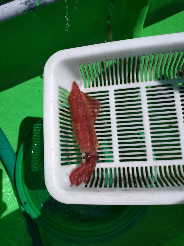 マルイカ(ケンサキイカ)