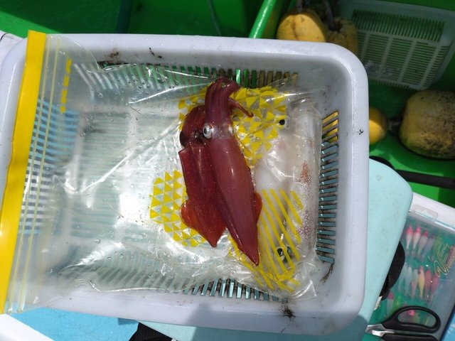 マルイカ(ケンサキイカ)