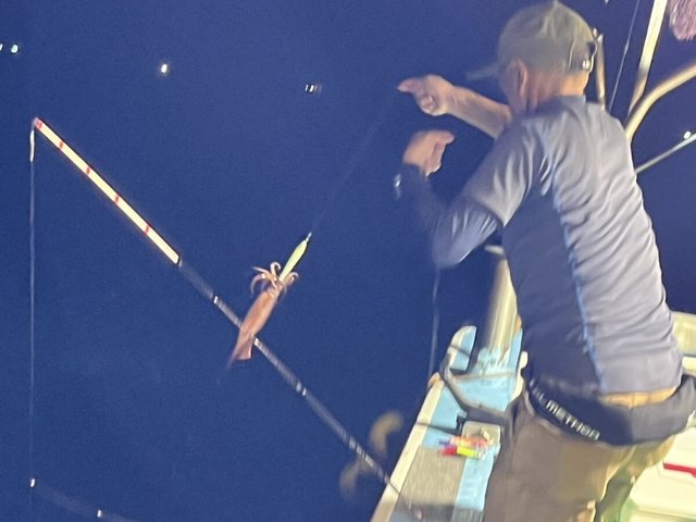 イカ(ケンサキイカ)