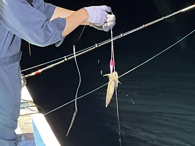 イカ(ケンサキイカ)