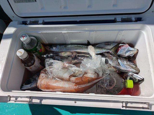 クロムツ・スルメイカ