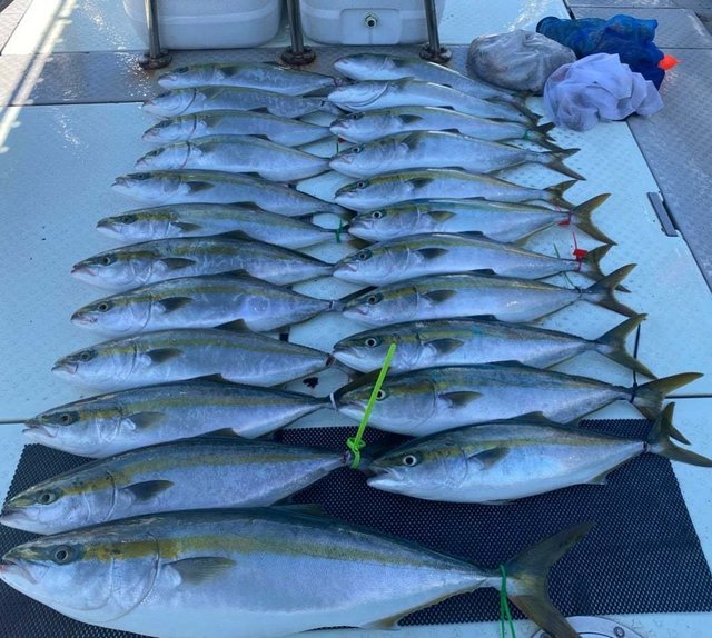 ハマチ(ブリ)・タコ(マダコ)