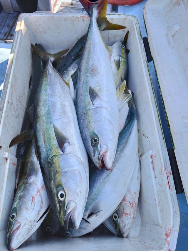 イナダ(ブリ)・ワラサ(ブリ)