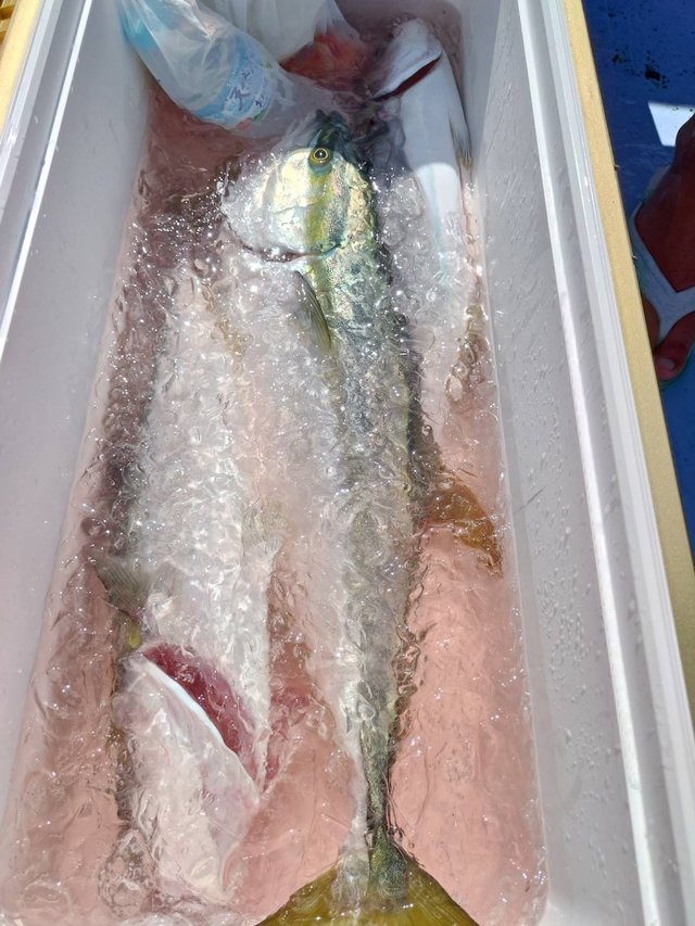 イナダ(ブリ)・ワラサ(ブリ)